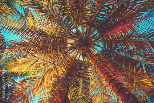 Fototapeta Naklejka Na Ścianę i Meble -  Coconut Palm Tree against blue sunny sky on a tropical island beach