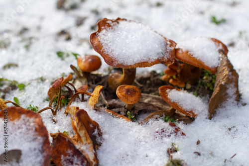 Close-up. Groups of red mushrooms stand in the snow. Mushrooms grew during the thaw in winter unseasonably. Frozen mushrooms in the snow and grass. photo