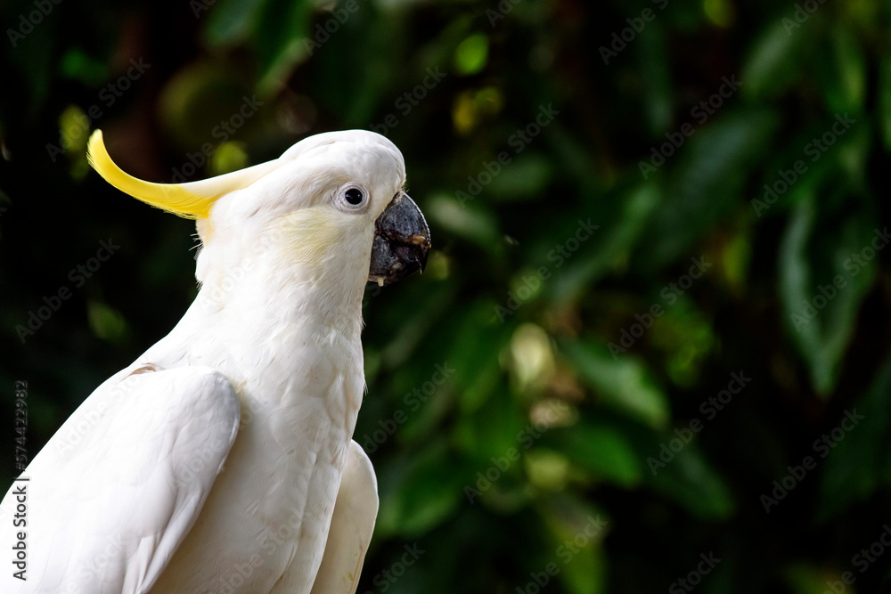 Sulphur-Crested Cockatoo (Cacatua galerita) Sulphur-Crested Cockatoo (Cacatua galerita)