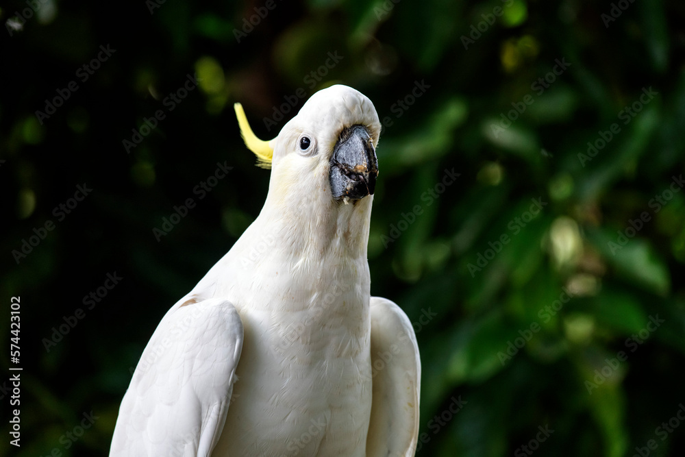 Sulphur-Crested Cockatoo (Cacatua galerita) Sulphur-Crested Cockatoo (Cacatua galerita)