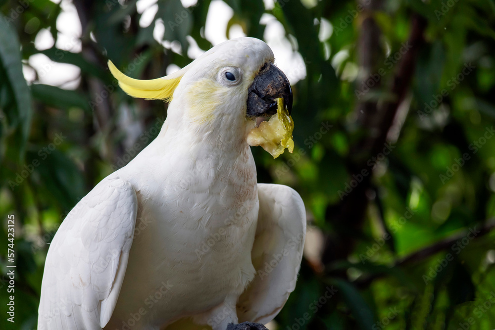 Sulphur-Crested Cockatoo (Cacatua galerita) Sulphur-Crested Cockatoo (Cacatua galerita)
