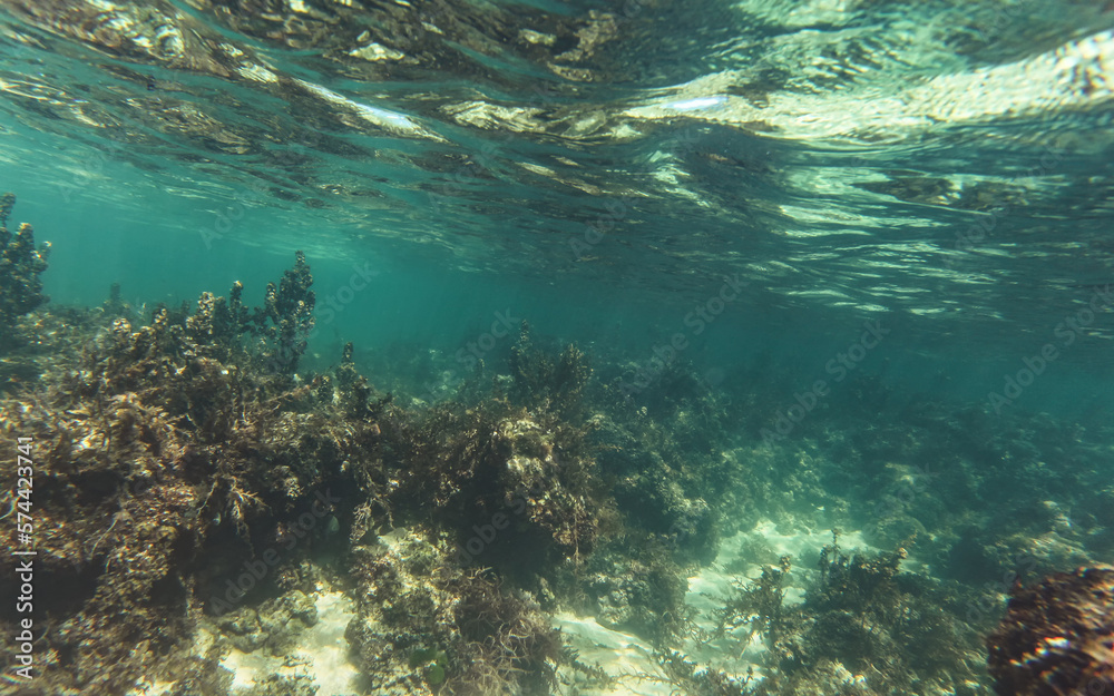 Fototapeta premium Snorkeling at Anakao, Madagascar - mostly plants on sandy sea floor visible, not much marine life, underwater photo