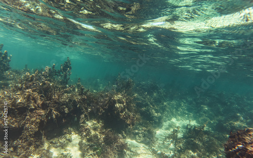 Snorkeling at Anakao  Madagascar - mostly plants on sandy sea floor visible  not much marine life  underwater photo