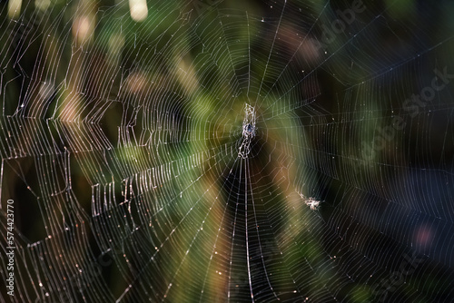 Closeup detail to large cobweb in Madagascar jungle, blurred dark green rainforest background
