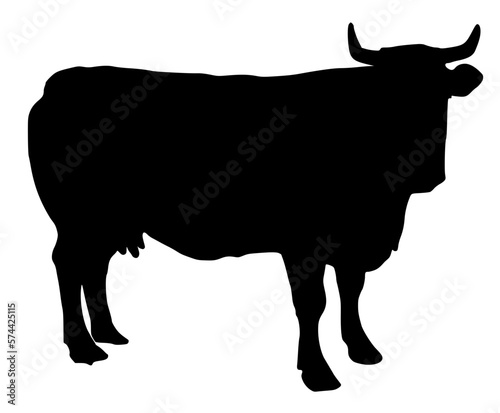 black and white cow