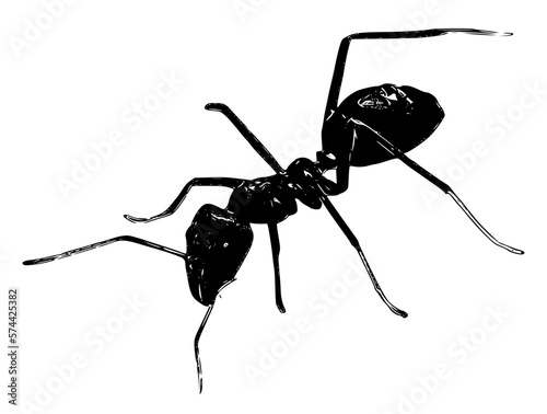 ant isolated on white background