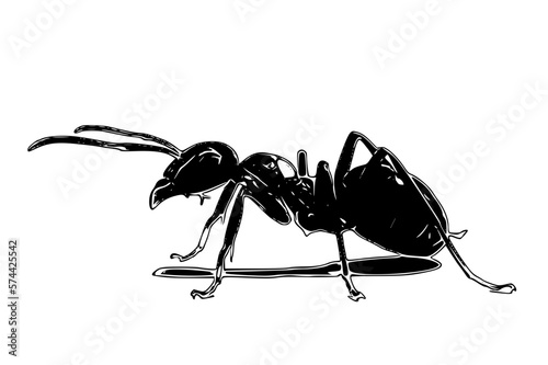 black ant isolated on white background