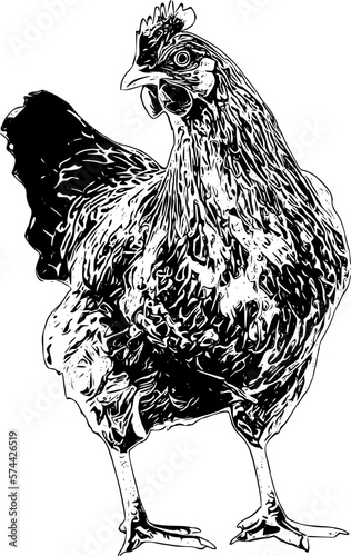 Photo hen and chicken