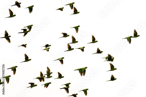 Bandada de aves (loras) sobrevolando los cielos, Psittacara wagleri photo