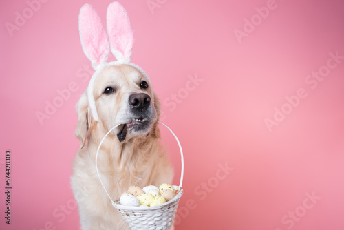 Canvas Print A dog dressed as a rabbit sits on a pink background and holds a basket of eggs