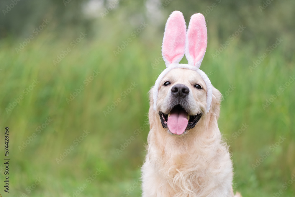 A happy dog sits in the green grass on a spring day in a bunny costume. A golden retriever on the Easter holiday. - obrazy, fototapety, plakaty 