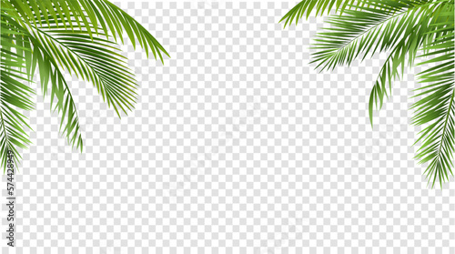 Palm Tree branches Set Isolated White Background