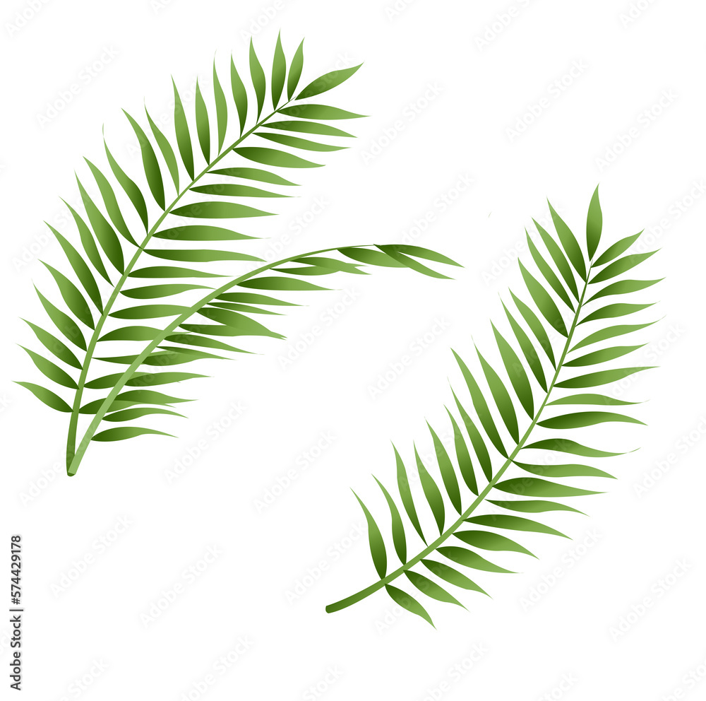Green Palm Leaf Isolated And White Background Green Palm Leaf Isolated And White Background