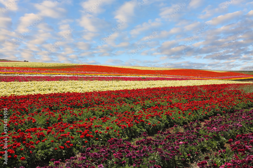  Field of red and yellow blooming ranunculus