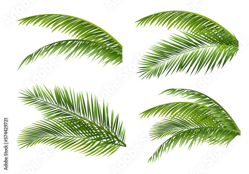 Palm Tree branches Collection Isolated White Background
