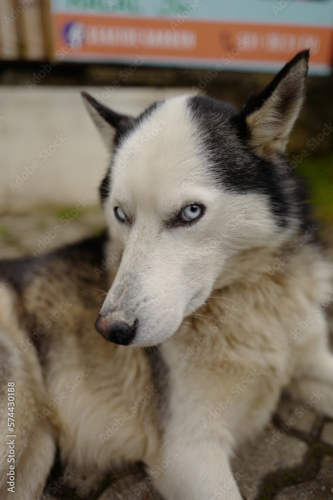 Obraz premium siberian husky dog