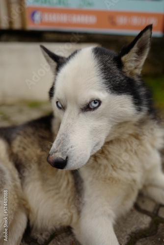 Fototapeta Naklejka Na Ścianę i Meble -  siberian husky dog