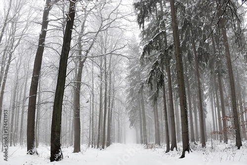 Zima w lesie 