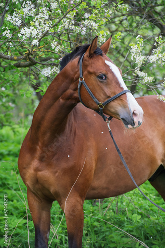 portrait of bay  sportive  horse posing near  blossom tree. spring