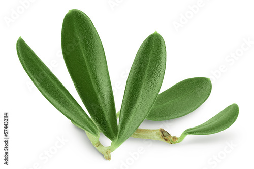 Olive green leaves isolated on white background