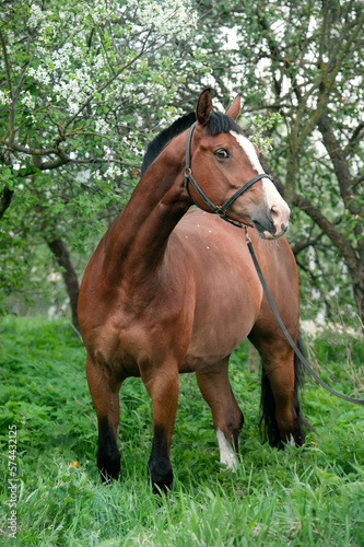 portrait of bay  sportive  horse posing near  blossom tree. spring