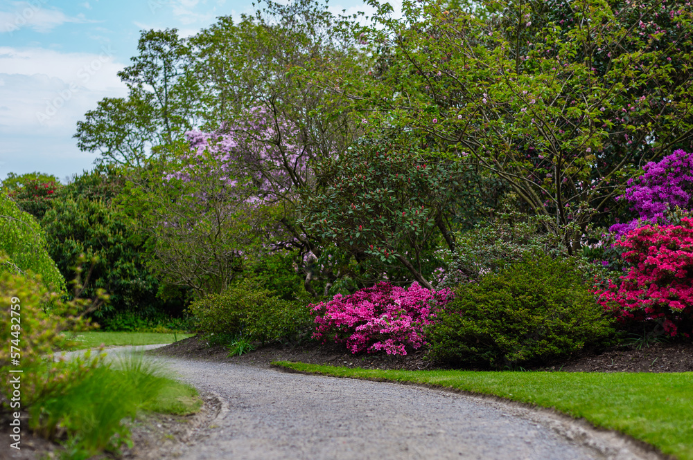 Beautiful Garden with blooming trees and bushes during spring time, England, Wales, UK, early spring flowering azalea shrubs