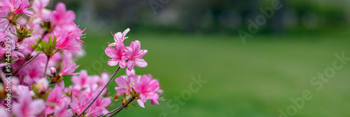 Tableau sur toile Beautiful Garden with blooming trees and bushes during spring time, England, Wal