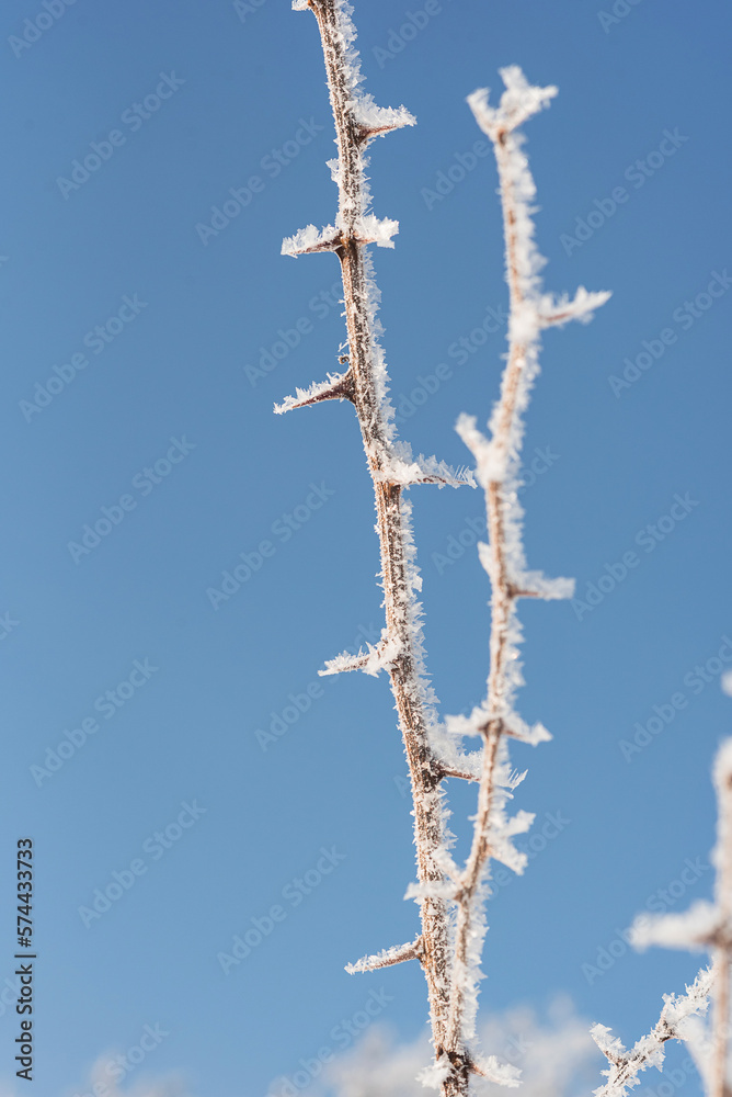 Branches covered with frost on a frosty sunny day Branches covered with frost on a frosty sunny day