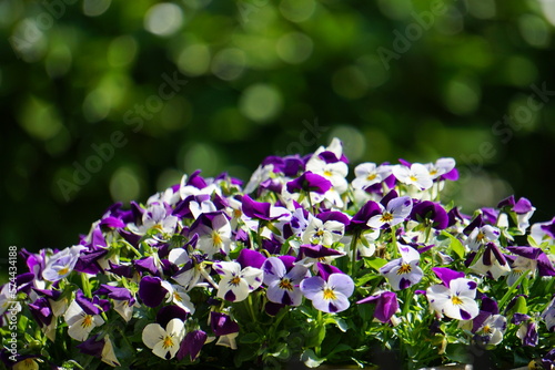 flowers in the garden