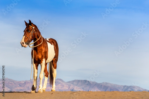 A Painted Horse Roams Through The American Desert Alone © Grindstone Media Grp