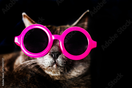 close-up of the muzzle of a Burmese cat in pink dark round glasses with narrowed eyes on a dark background. horizontal.