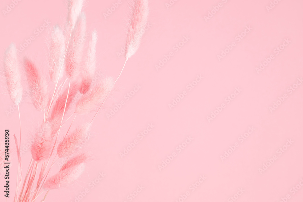 Obraz premium Beautiful flowers pink composition. Dry fluffy bunny tails grass Lagurus Ovatus flowers on pink background. Pink pom pom plants. Floral minimal concept. Flat lay, top view, copy space
