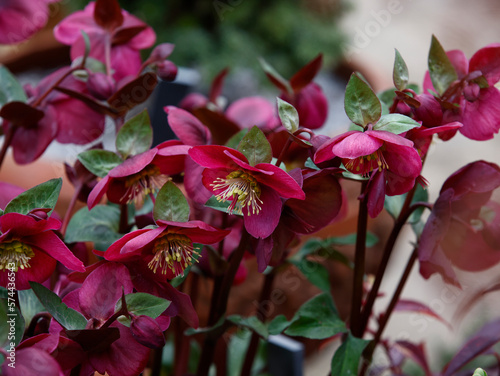 Closeup of the flowers of Helleborus Anna's Red plant grown in a pot flowering in the winter garden.