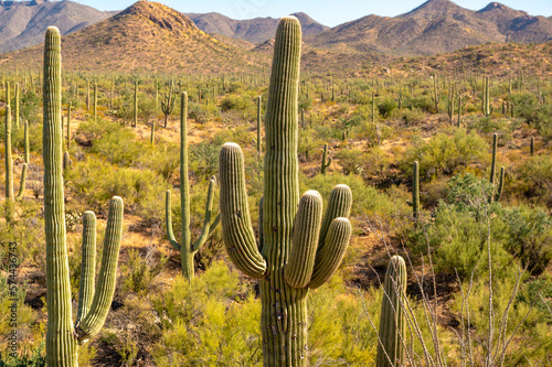 Mountainous Desert Landscape Against a Bright Blue Sky with Saguaro Cactus in the Foreground