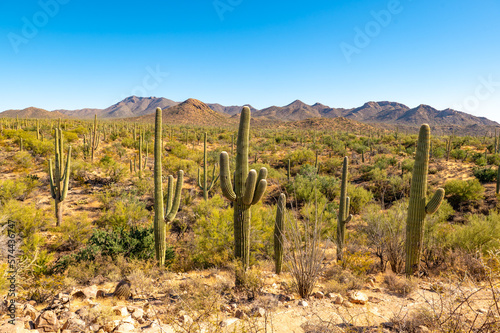 Mountainous Desert Landscape Against a Bright Blue Sky with Saguaro Cactus in the Foreground photo