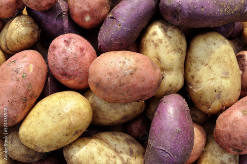 the stack of freshly harvested unwashed different sorts of potato tubers