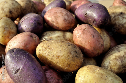 the stack of freshly harvested unwashed different sorts of potato tubers