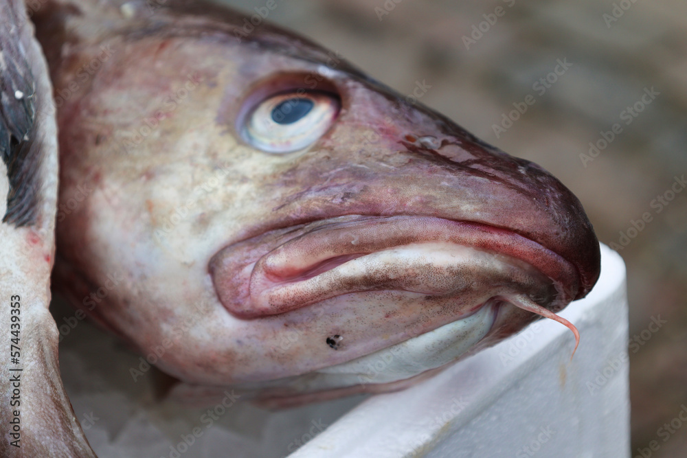 Obraz premium Fresh landed cod on ice at fish market