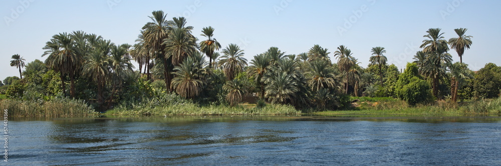 Palm trees on the shore of Nile in Egypt, Africa
Palm trees on the shore of Nile in Egypt, Africa