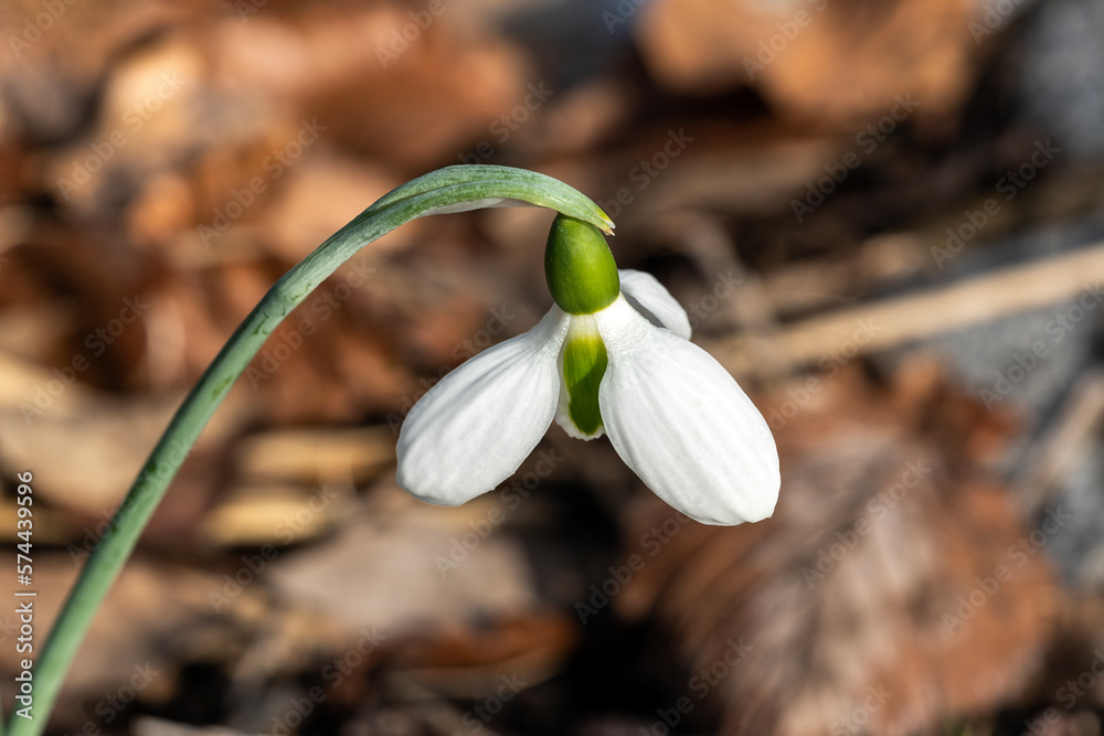 Galanthus woronowii (giant snowdrop} a winter spring flowering plant with a white green springtime flower which opens in January and February, stock photo image Galanthus woronowii (giant snowdrop} a winter spring flowering plant with a white green springtime flower which opens in January and February, stock photo image
