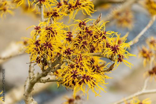 Fotografia Hamamelis mollis (witch hazel) a winter spring flowering tree shrub plant which