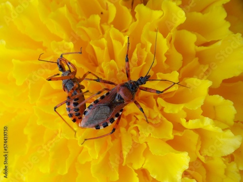 red bugs on a yellow flower in love