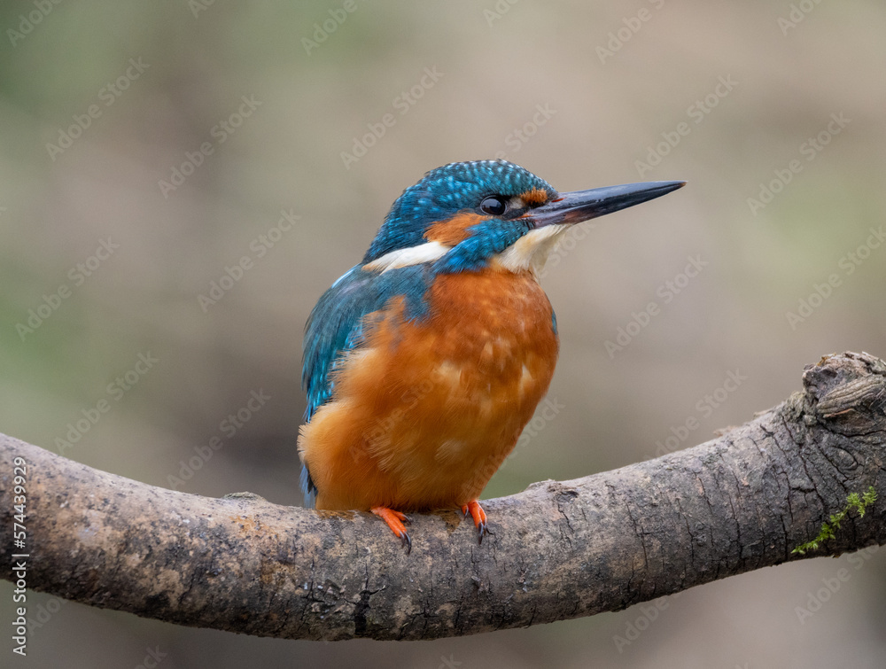 Fototapeta premium kingfisher on the branch