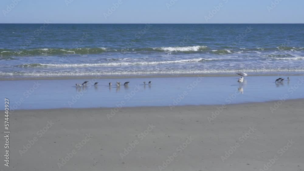 Birds: Sand pipers and Sea gulls on endless empty Dungeness Beach at Cumberland Island National Seashore. Cumberland Island, largest of Georgia's Golden Isles, is managed by National Park Service. Birds: Sand pipers and Sea gulls on endless empty Dungeness Beach at Cumberland Island National Seashore. Cumberland Island, largest of Georgia's Golden Isles, is managed by National Park Service.