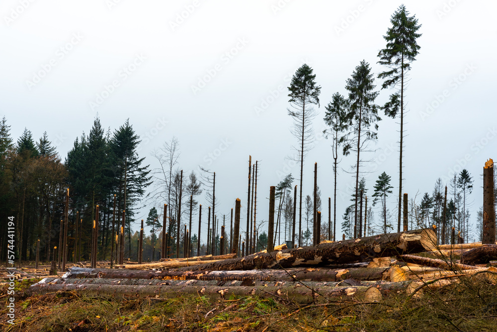 Clearing of a diseased pine forest after the invasion of the sharp-toothed bark beetle / Wycinka chorego lasu sosnowego po inwazji kornika Clearing of a diseased pine forest after the invasion of the sharp-toothed bark beetle / Wycinka chorego lasu sosnowego po inwazji kornika