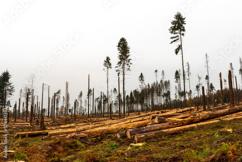 Clearing of a diseased pine forest after the invasion of the sharp-toothed bark beetle / Wycinka chorego lasu sosnowego po inwazji kornika