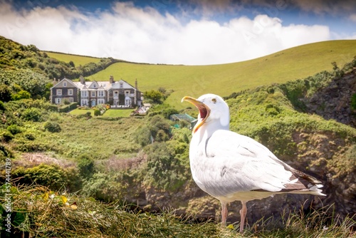 Squaking bird of Port Isaac Cornwall