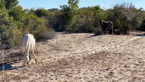 Feral horses on Cumberland Island National Seashore. Cumberland Island, largest of Georgia's Golden Isles, is managed by National Park Service.  photo