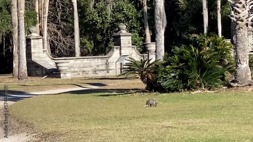 Nine-banded armadillo (Dasypus novemcinctus) at Dungeness mansion ruins at Cumberland Island National Seashore. Cumberland Island, largest of Georgia's Golden Isles, managed by National Park Service.