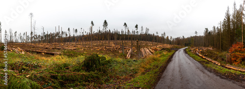 Clearing of a diseased pine forest after the invasion of the sharp-toothed bark beetle / Wycinka chorego lasu sosnowego po inwazji kornika